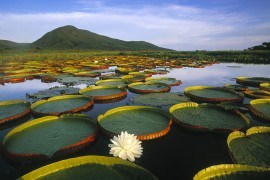 pantanal