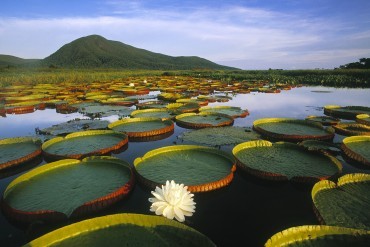 pantanal