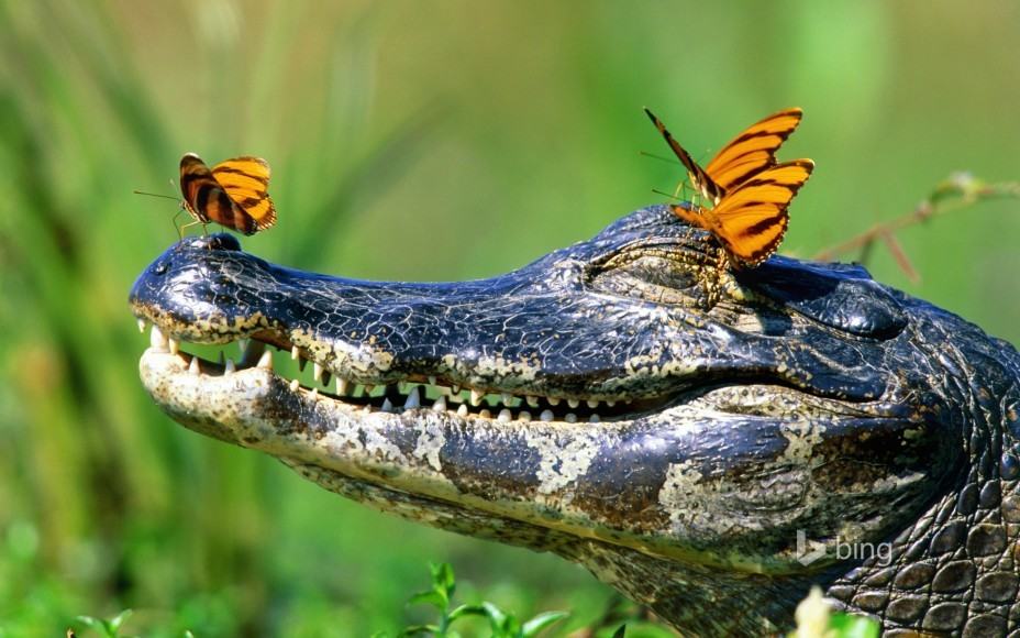 pantanal