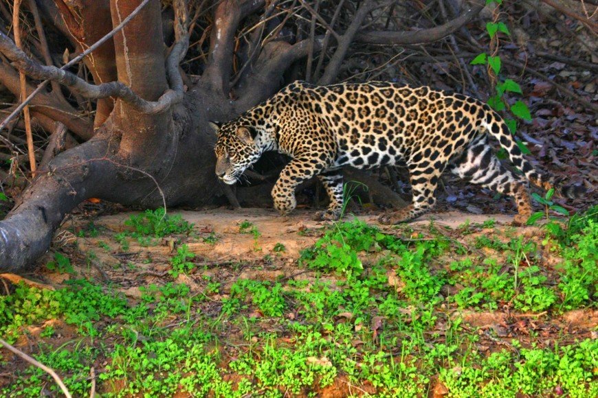 pantanal