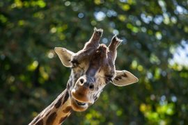 zoo
