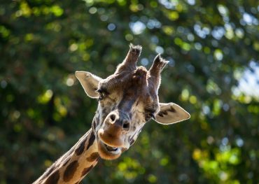 zoo