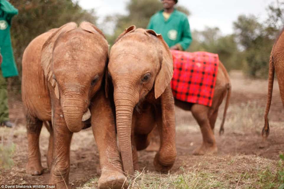 1412430444686_wps_4_David_Sheldrick_Wildlife_