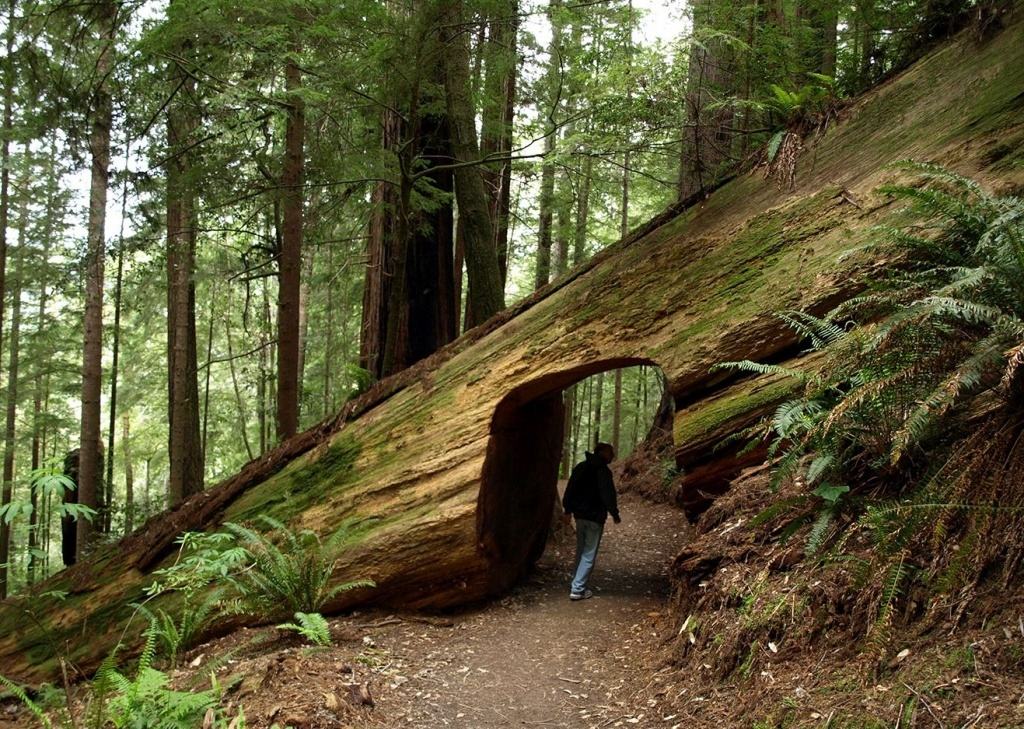Redwood Nemzeti Park - hawkebackpacking.com