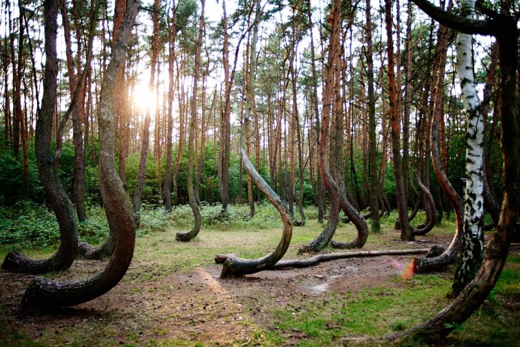 Crooked Forest, Lengyelország