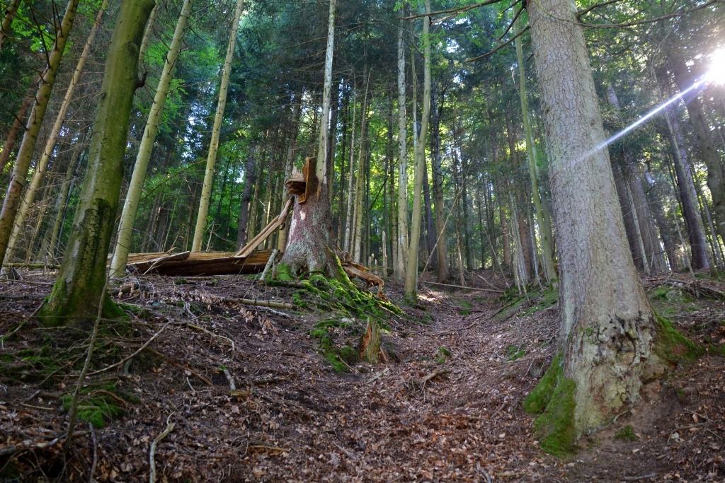 Schwarzwald, Németország