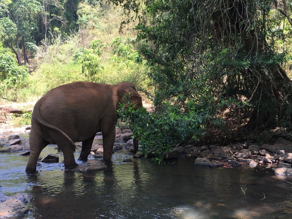 Mondulkiri Elefánt Rezervátum, Kambodzsa
