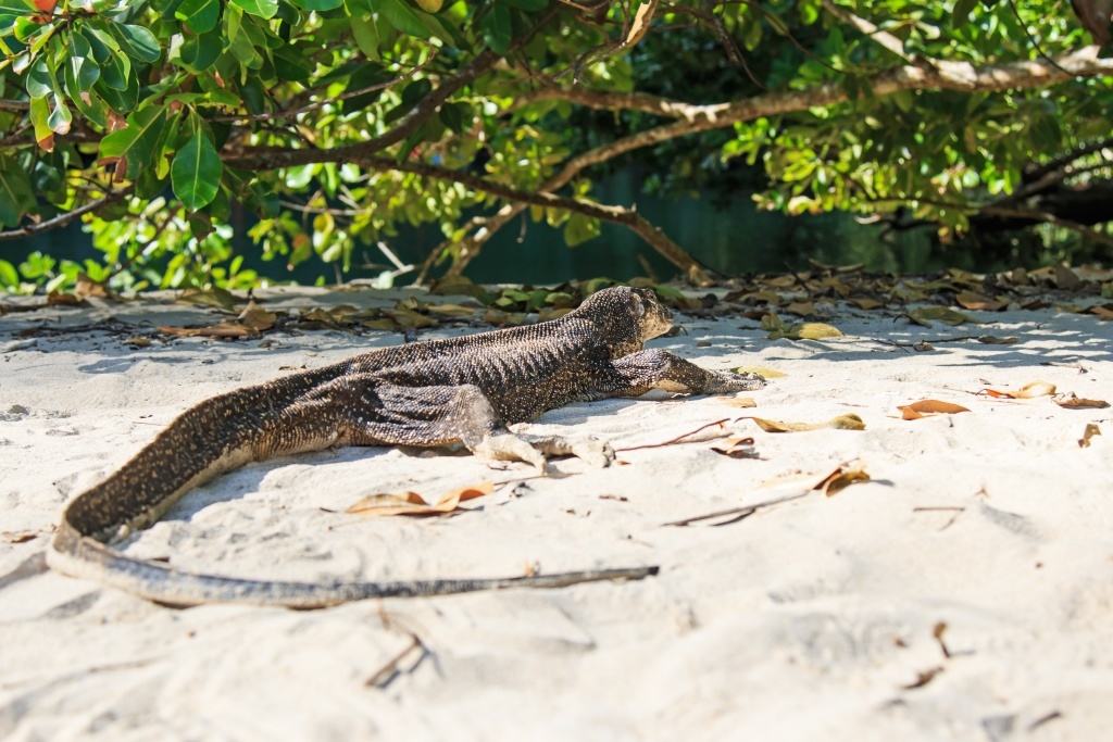 shutterstock_254023969