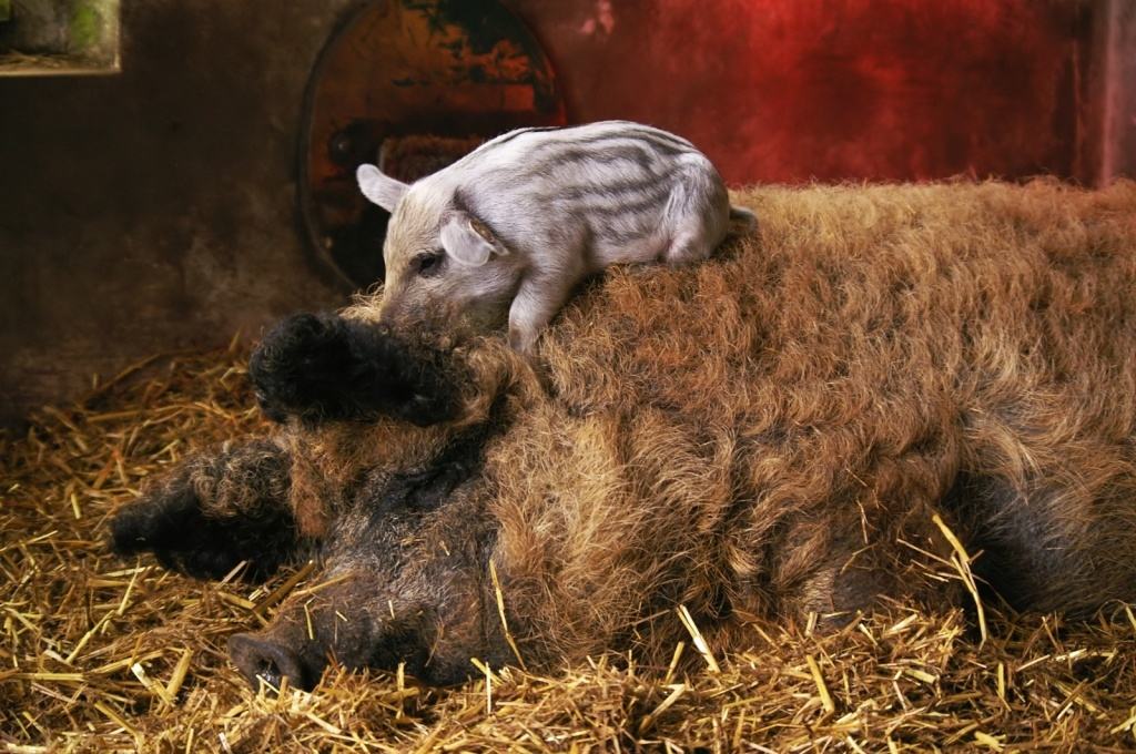 Magalica (Wollschwein)