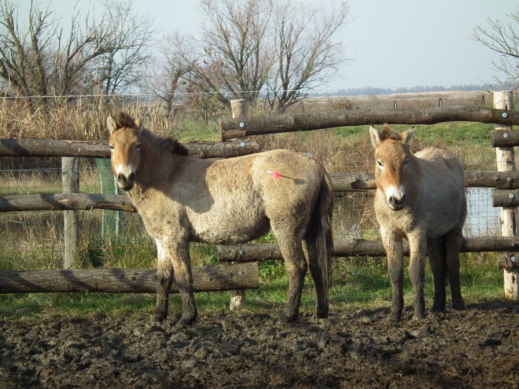 A Przewalski lovak még itthon - HNPI archívum