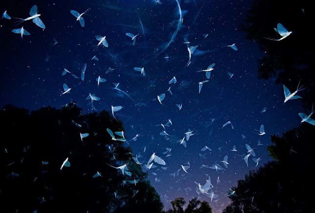Fotó: Potyó Imre/Wildlife Photographer of the Year 2016