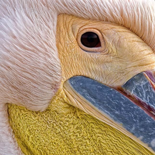 Fotó: Máté Bence/Wildlife Photographer of the Year 2016