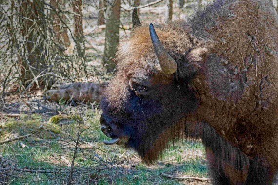 foti