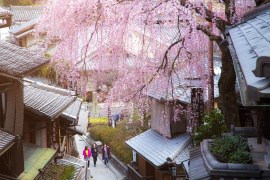 sakura