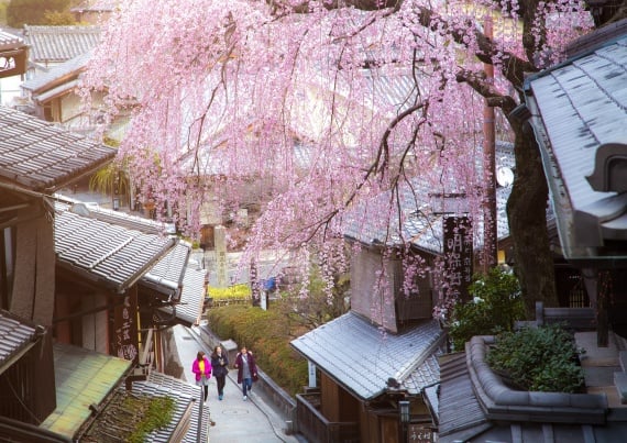 sakura