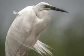 fotóó