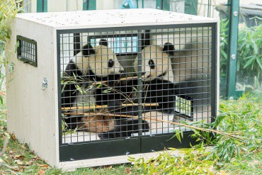pandi