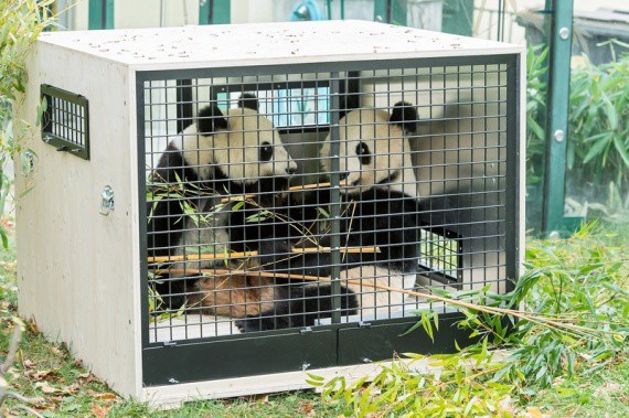 pandi